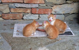 欧艺（OKX）猫咪币种大盘点，以猫咪命名的热门加密货币入口指南