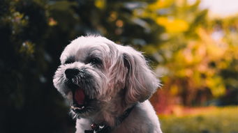 狗狗币（DOGE）深度解析，一文读懂Doge是什么？最新消息与行情走势全指南