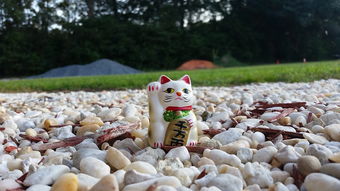 人民币对汇率实时行情，动态解读与市场指引